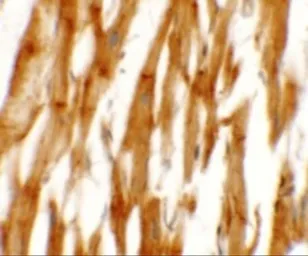 Anti-NCLN antibody used in IHC (Paraffin sections) (IHC-P). GTX31476