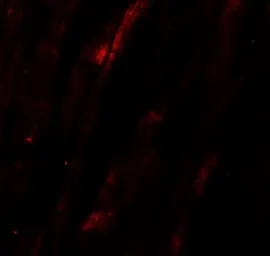 Anti-NCLN antibody used in IHC (Paraffin sections) (IHC-P). GTX31476