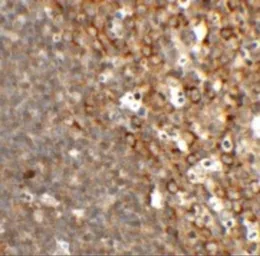 Anti-LBP9 antibody used in IHC (Paraffin sections) (IHC-P). GTX31477