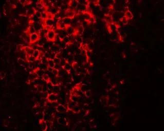 Anti-LBP9 antibody used in IHC (Paraffin sections) (IHC-P). GTX31477