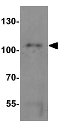 Anti-CP110 antibody used in Western Blot (WB). GTX31479