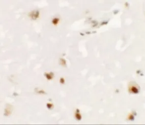 Anti-SHANK3 antibody used in IHC (Paraffin sections) (IHC-P). GTX31480