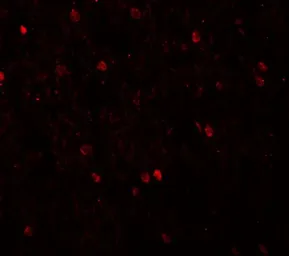 Anti-SHANK3 antibody used in IHC (Paraffin sections) (IHC-P). GTX31480
