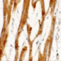 Anti-FCHO2 antibody used in IHC (Paraffin sections) (IHC-P). GTX31483