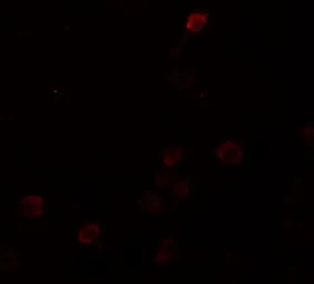 Anti-SEPT1 antibody used in Immunocytochemistry/ Immunofluorescence (ICC/IF). GTX31484
