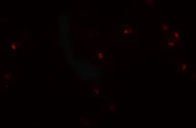 Anti-CRIM1 antibody used in Immunocytochemistry/ Immunofluorescence (ICC/IF). GTX31490