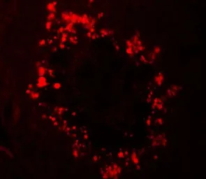 Anti-RGS22 antibody used in IHC (Paraffin sections) (IHC-P). GTX31492