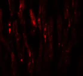 Anti-EED antibody used in IHC (Paraffin sections) (IHC-P). GTX31494