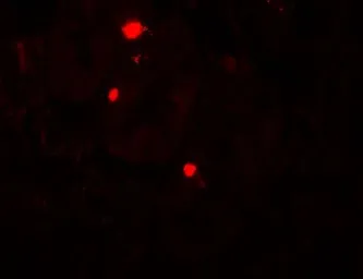 Anti-ATG14 antibody used in IHC (Paraffin sections) (IHC-P). GTX31498