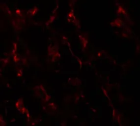 Anti-GHDC antibody used in IHC (Paraffin sections) (IHC-P). GTX31501