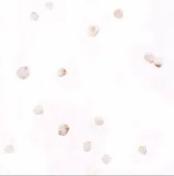 Anti-Pellino1 antibody used in Immunocytochemistry/ Immunofluorescence (ICC/IF). GTX31504