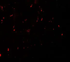 Anti-MYT1L antibody used in IHC (Paraffin sections) (IHC-P). GTX31505
