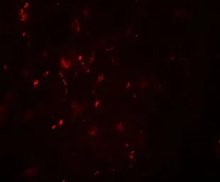 Anti-Brn2 antibody used in IHC (Paraffin sections) (IHC-P). GTX31506
