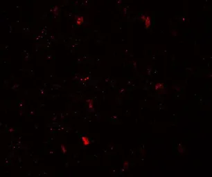 Anti-LMX1B antibody used in IHC (Paraffin sections) (IHC-P). GTX31508