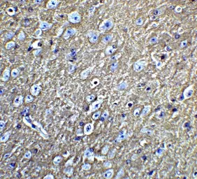 Anti-LMX1B antibody used in IHC (Paraffin sections) (IHC-P). GTX31508