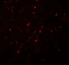 Anti-Neurogenin 2 antibody used in IHC (Paraffin sections) (IHC-P). GTX31509