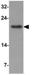 Anti-Cripto antibody used in Western Blot (WB). GTX31511