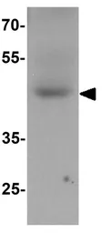 Anti-WIPI2 antibody used in Western Blot (WB). GTX31513