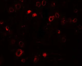 Anti-TCTP antibody used in IHC (Paraffin sections) (IHC-P). GTX31519