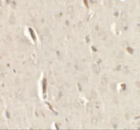 Anti-GRIP1 antibody used in IHC (Paraffin sections) (IHC-P). GTX31521