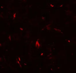 Anti-GRIP1 antibody used in IHC (Paraffin sections) (IHC-P). GTX31521