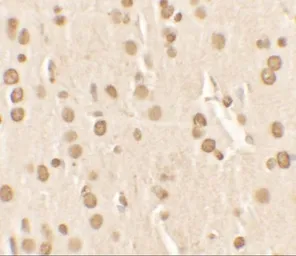 Anti-NUCB2 antibody used in IHC (Paraffin sections) (IHC-P). GTX31531