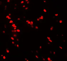 Anti-NUCB2 antibody used in IHC (Paraffin sections) (IHC-P). GTX31531