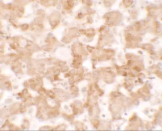 Anti-TMEM135 antibody used in IHC (Paraffin sections) (IHC-P). GTX31532