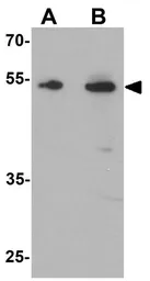 Anti-TMEM135 antibody used in Western Blot (WB). GTX31532