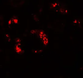 Anti-KANK2 antibody used in IHC (Paraffin sections) (IHC-P). GTX31536