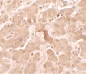 Anti-GBP5 antibody used in IHC (Paraffin sections) (IHC-P). GTX31537