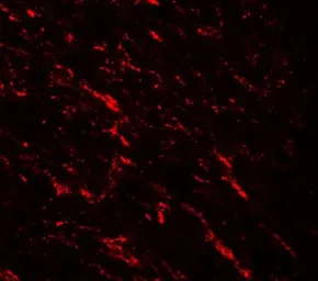 Anti-TIP60 antibody used in IHC (Paraffin sections) (IHC-P). GTX31538