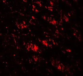 Anti-GABARAP antibody used in IHC (Paraffin sections) (IHC-P). GTX31541