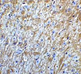 Anti-GABARAP antibody used in IHC (Paraffin sections) (IHC-P). GTX31541