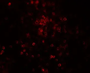 Anti-TLX3 antibody used in IHC (Paraffin sections) (IHC-P). GTX31542