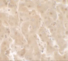 Anti-TIF1 gamma antibody used in IHC (Paraffin sections) (IHC-P). GTX31545