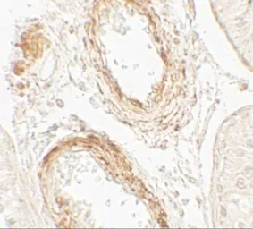 Anti-GOLGA5 antibody used in IHC (Paraffin sections) (IHC-P). GTX31546