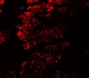 Anti-GOLGA5 antibody used in IHC (Paraffin sections) (IHC-P). GTX31546