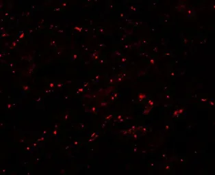 Anti-Lipin 1 antibody used in IHC (Paraffin sections) (IHC-P). GTX31547