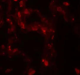 Anti-DOPA Decarboxylase antibody used in IHC (Paraffin sections) (IHC-P). GTX31550