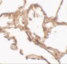 Anti-ARSB antibody used in IHC (Paraffin sections) (IHC-P). GTX31552