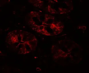 Anti-Mist1 antibody used in IHC (Paraffin sections) (IHC-P). GTX31558