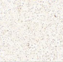 Anti-COMMD7 antibody used in IHC (Paraffin sections) (IHC-P). GTX31559