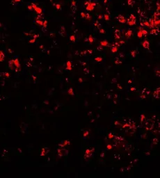Anti-COMMD7 antibody used in IHC (Paraffin sections) (IHC-P). GTX31559
