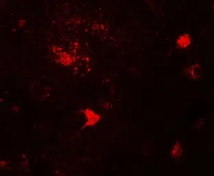 Anti-CERD4 antibody used in IHC (Paraffin sections) (IHC-P). GTX31560