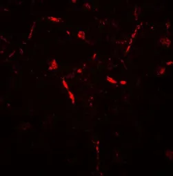 Anti-APPBP2 antibody used in IHC (Paraffin sections) (IHC-P). GTX31561