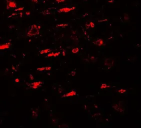 Anti-ULK4 antibody used in IHC (Paraffin sections) (IHC-P). GTX31562