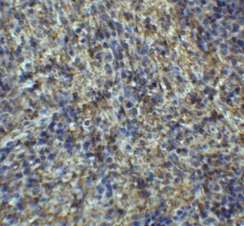 Anti-Arrestin C antibody used in IHC (Paraffin sections) (IHC-P). GTX31565