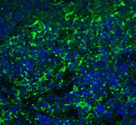 Anti-Arrestin C antibody used in IHC (Paraffin sections) (IHC-P). GTX31565