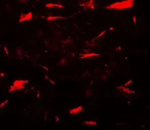 Anti-MP1 antibody used in IHC (Paraffin sections) (IHC-P). GTX31568